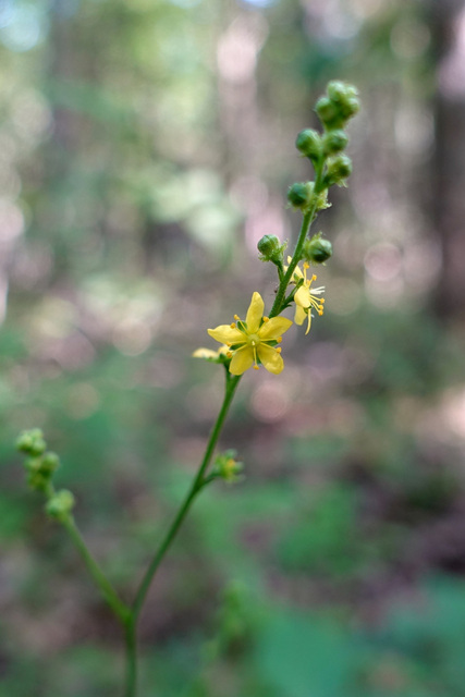 Agrimonia rostellata