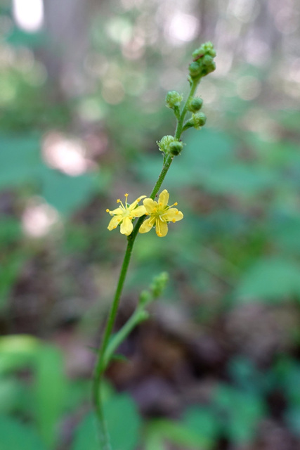 Agrimonia rostellata