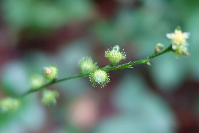 Agrimonia rostellata - fruit