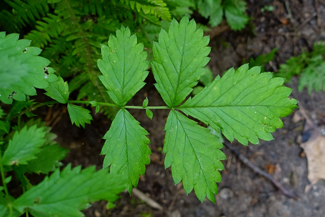 Agrimonia rostellata - leaves