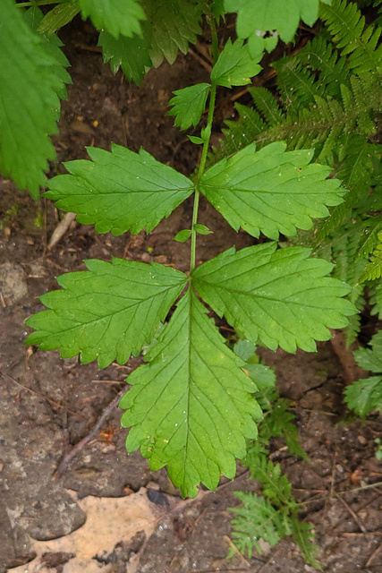 Agrimonia rostellata - leaves