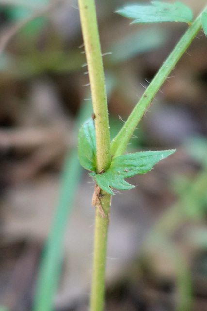 Agrimonia rostellata - stipule