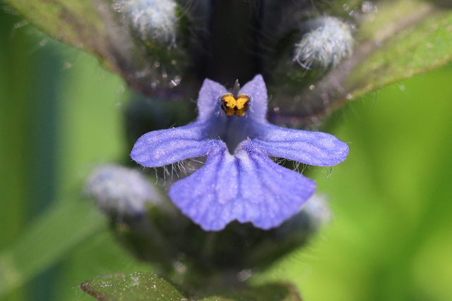 Ajuga reptans