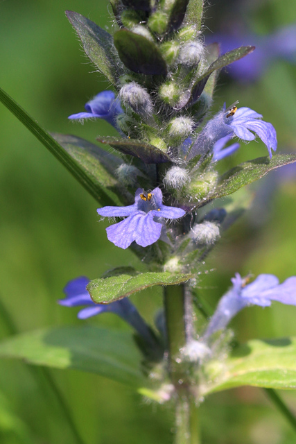 Ajuga reptans