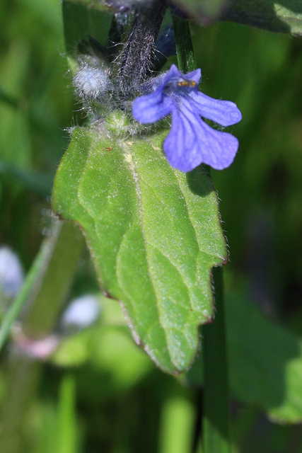 Ajuga reptans - leaves