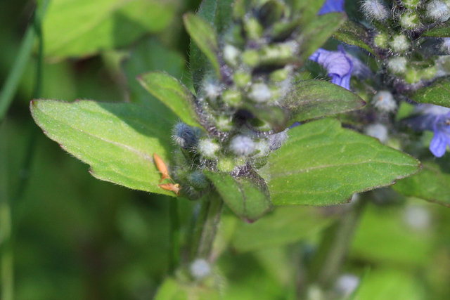 Ajuga reptans - leaves