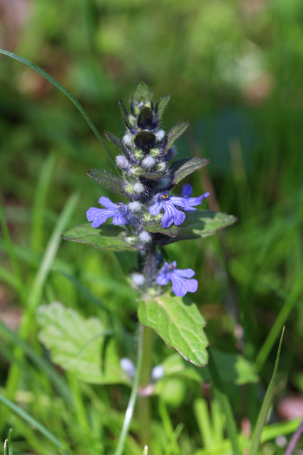 Ajuga reptans - plant