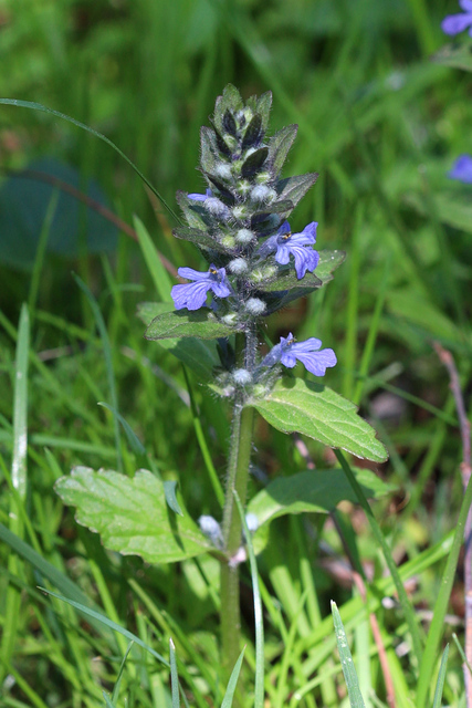 Ajuga reptans - plant