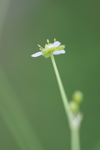 Alisma subcordatum