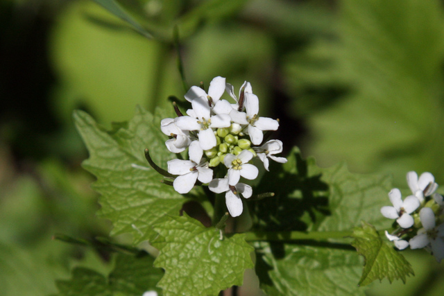 Alliaria petiolata