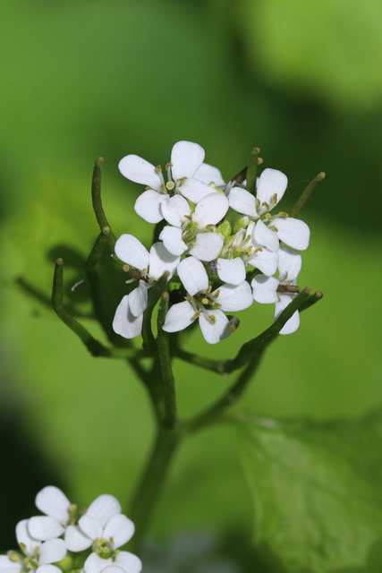 Alliaria petiolata