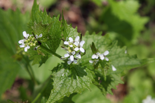 Alliaria petiolata