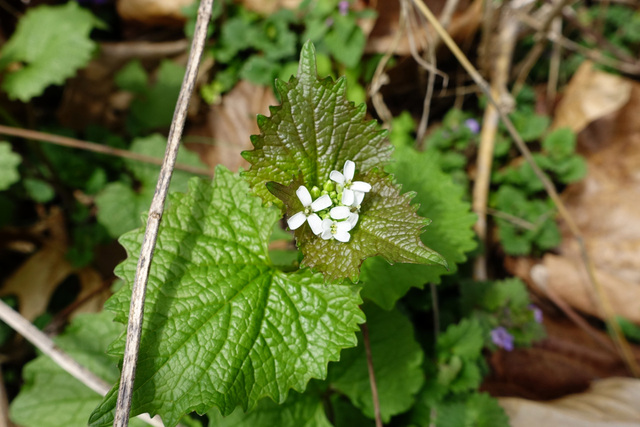 Alliaria petiolata