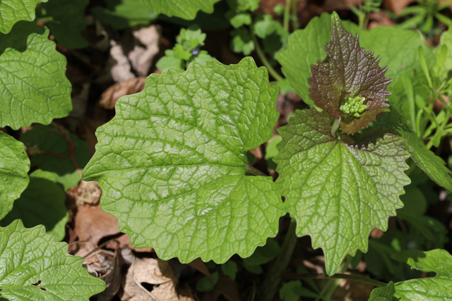 Alliaria petiolata - leaves