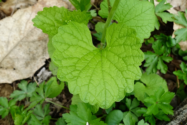 Alliaria petiolata - leaves