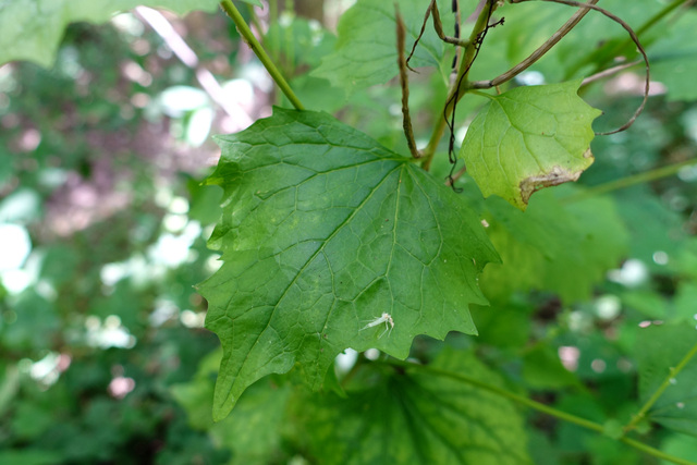 Alliaria petiolata - leaves