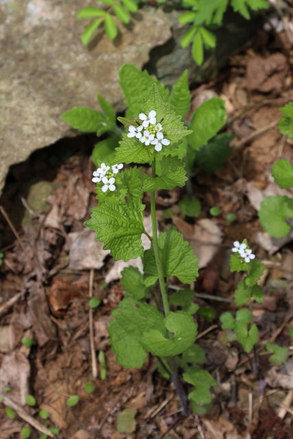 Alliaria petiolata - plant