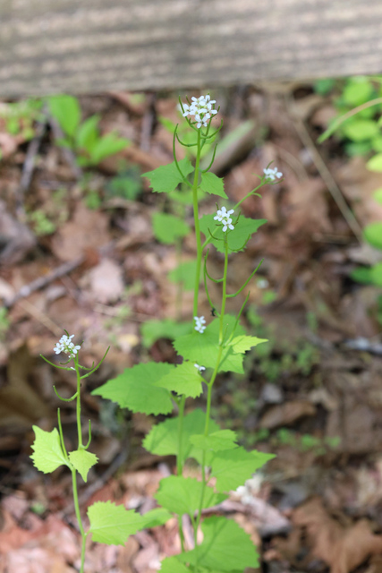 Alliaria petiolata - plant