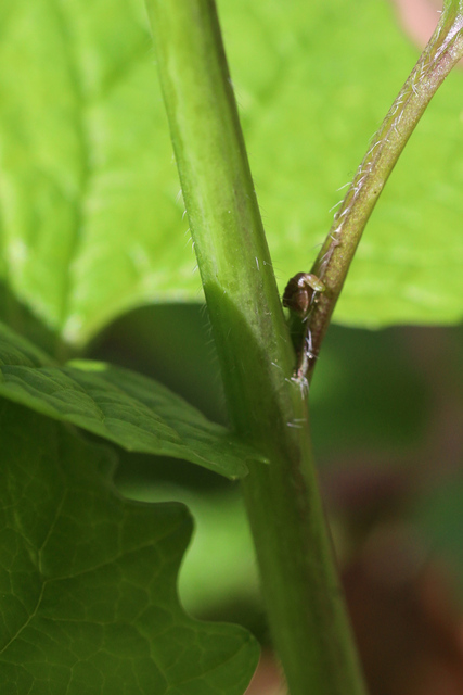 Alliaria petiolata - stem