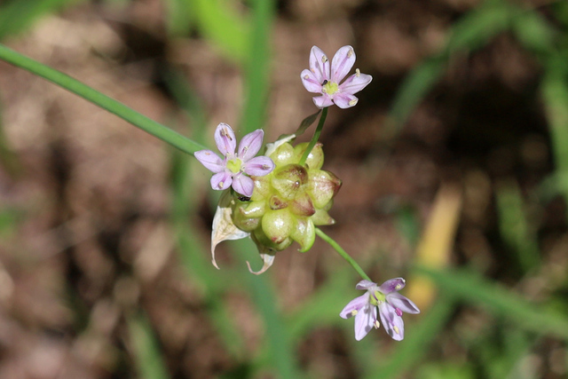 Allium canadense