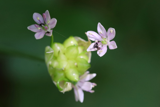 Allium canadense