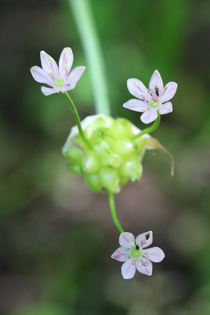 Allium canadense