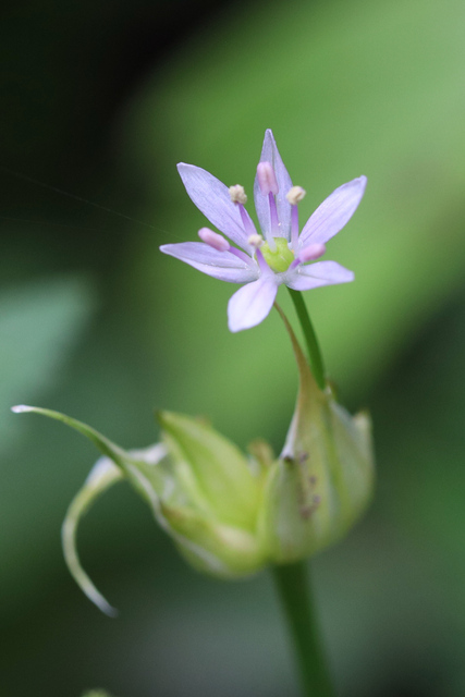 Allium canadense