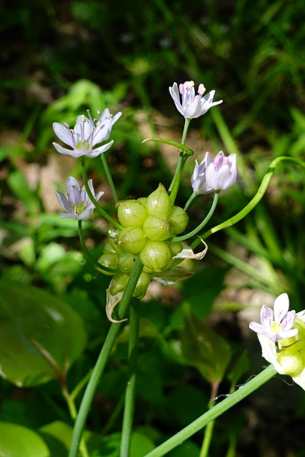 Allium canadense