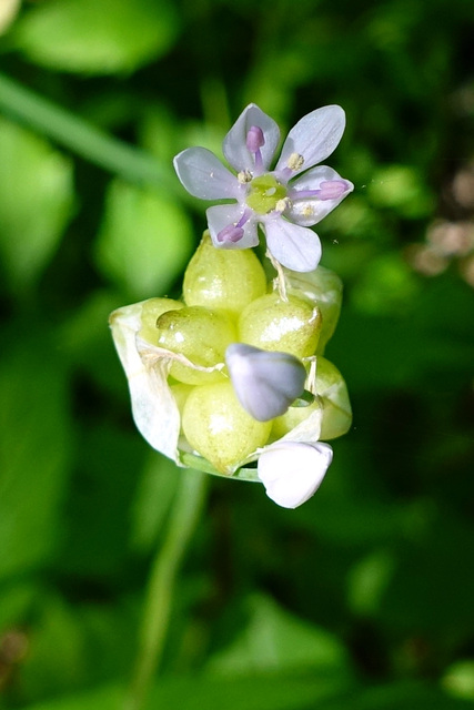 Allium canadense