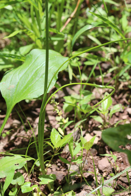 Allium canadense - leaves