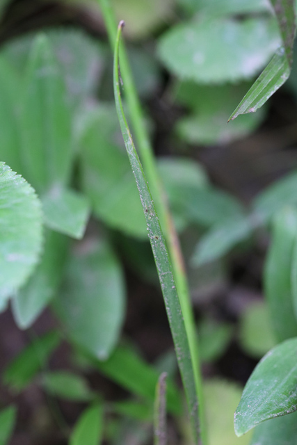 Allium canadense - leaves