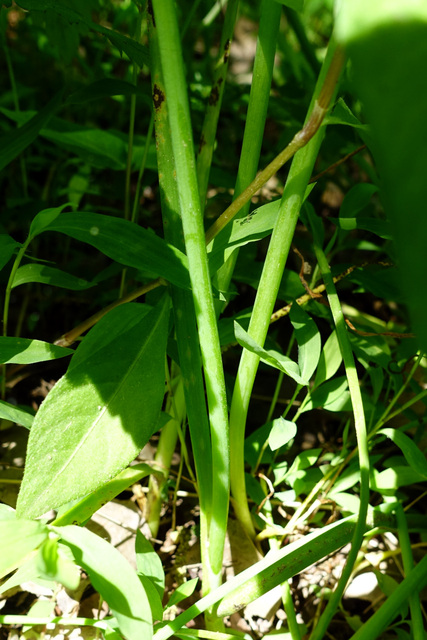 Allium canadense - stem