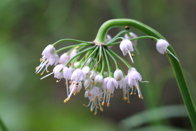 Allium cernuum