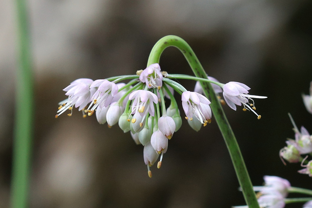 Allium cernuum