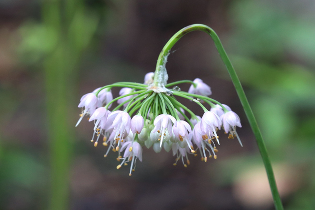 Allium cernuum