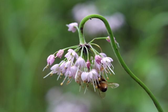 Allium cernuum