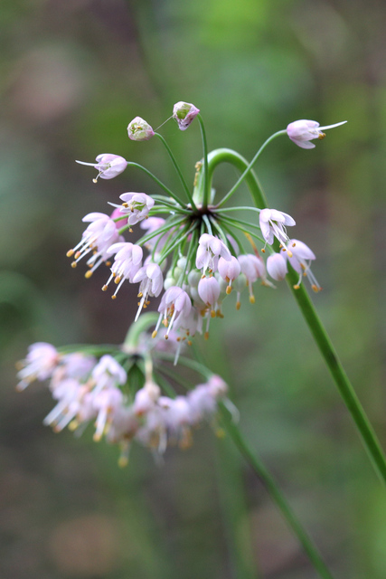 Allium cernuum