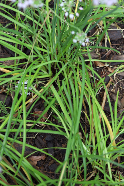 Allium cernuum - leaves