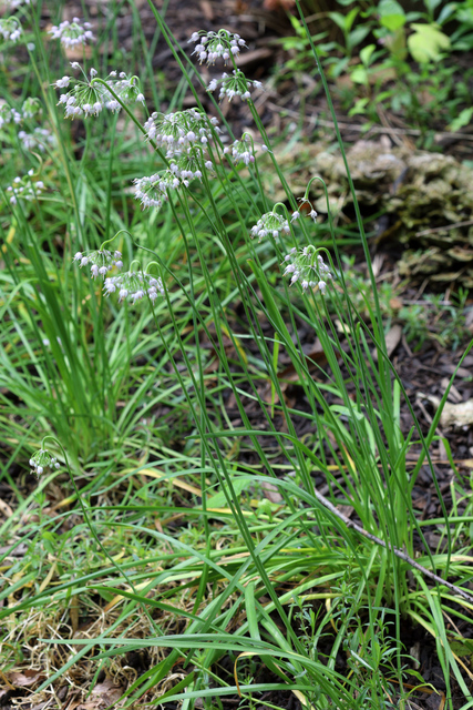 Allium cernuum - plants