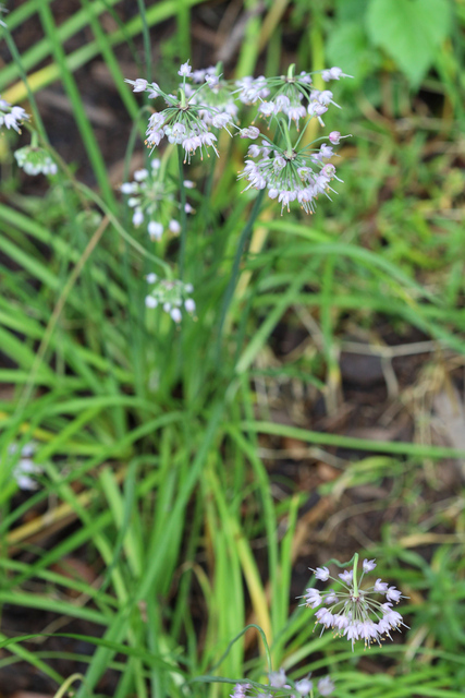 Allium cernuum - plants