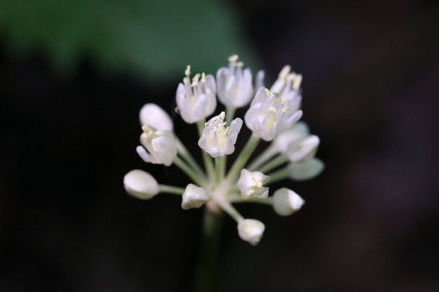 Allium tricoccum