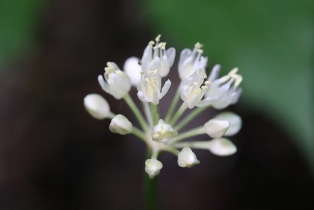 Allium tricoccum