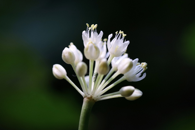 Allium tricoccum