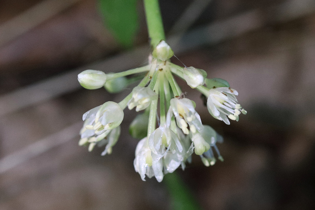 Allium tricoccum