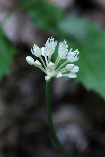 Allium tricoccum