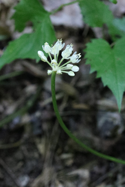 Allium tricoccum