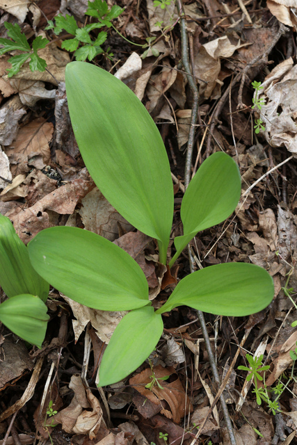 Allium tricoccum - leaves