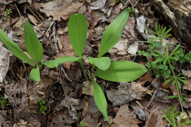 Allium tricoccum - leaves