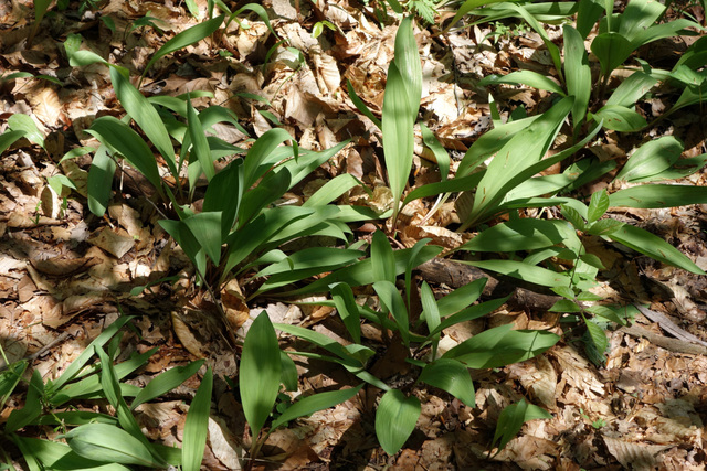 Allium tricoccum - leaves