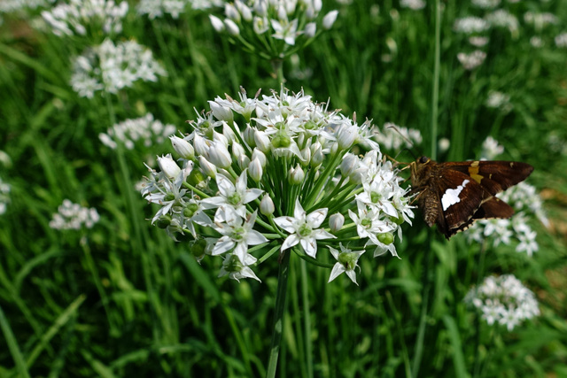 Allium tuberosum